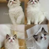 Ragdoll dolcissimi