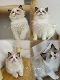 Ragdoll dolcissimi