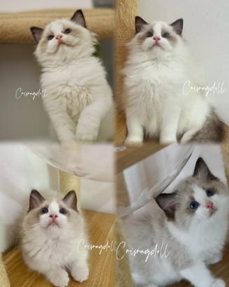 Ragdoll dolcissimi