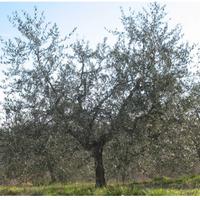 Potatore ulivi - abbattimenti