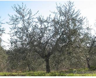 Potatore ulivi - abbattimenti