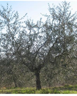 Potatore ulivi - abbattimenti