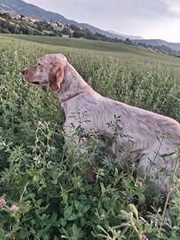 Setter
