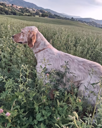 Setter