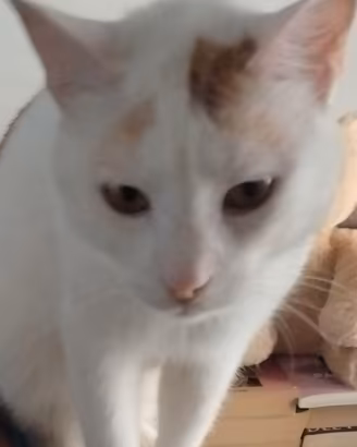 Bignè un gatto fatto a cane