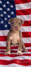 Pitbull tricolor