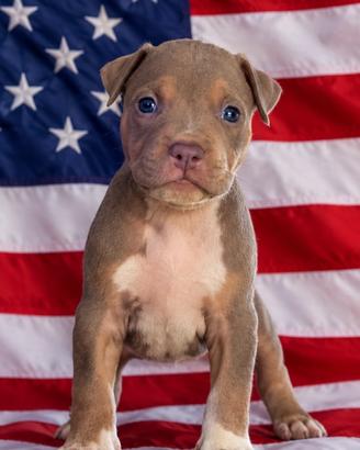 Pitbull tricolor