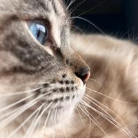 Ragdoll monta
