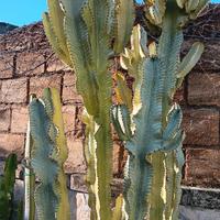 talea euphorbia variegata pianta grassa