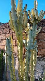 talea euphorbia variegata pianta grassa