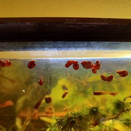 Lumache pulitori acquario