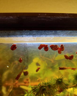 Lumache pulitori acquario