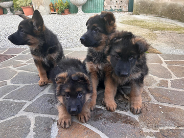 Cuccioli di Pastore Tedesco