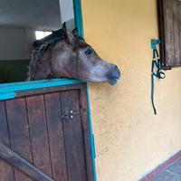 Purosangue arabo Psa