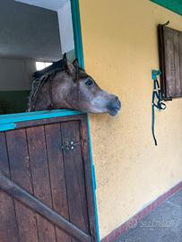 Purosangue arabo Psa