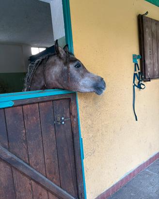 Purosangue arabo Psa