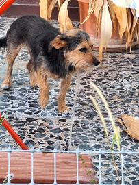 Cagnolina meticcia 5 anni