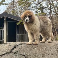 Cuccioli Mastino dei Pirenei