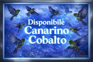 Canarino Cobalto