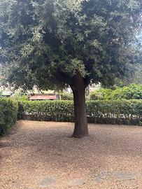 Dal 1 luglio 2025 al 15 luglio 2025 disponibile