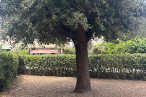 Dal 1 luglio 2025 al 15 luglio 2025 disponibile