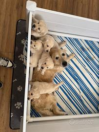 Cuccioli di Golden Retriever