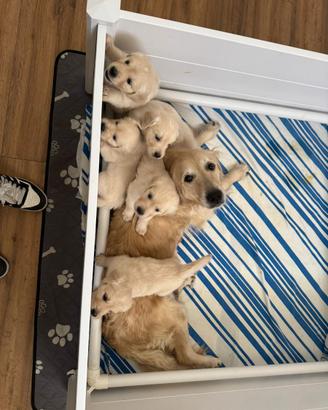 Cuccioli di Golden Retriever