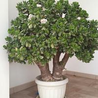 Albero di giada. Crassula ovata