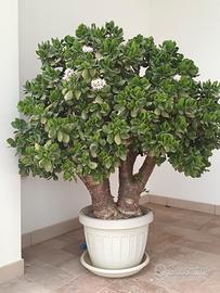Albero di giada. Crassula ovata