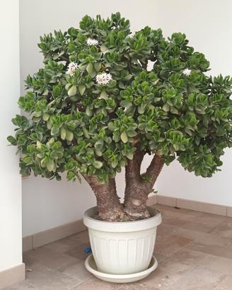 Albero di giada dal tronco enorme. Big size