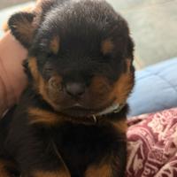 Cuccioli di Rottweiler