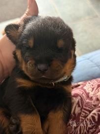 Cuccioli di Rottweiler