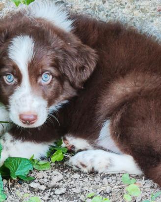 Border collie cucciolo red