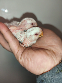 Pulli di inseparabili