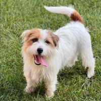Jack rassel