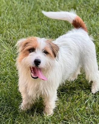 Jack rassel