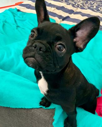 Cuccioli di bulldog francese