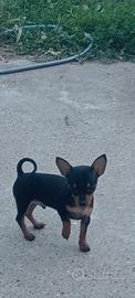 Cuccioli Pincher