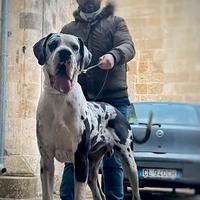 Maschio di alano disponibile per monta