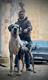 Maschio di alano disponibile per monta