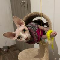 Gattina sphynx per accoppiamento