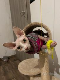 Gattina sphynx per accoppiamento