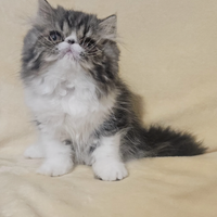 Cucciola di gattina Persiana