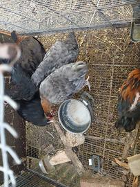 Galline Marans Ovaiole