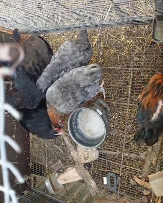 Galline Marans Ovaiole