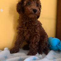 Barbone Toy