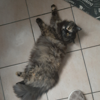 Gatta Siberiana pedigree ipoallergenica