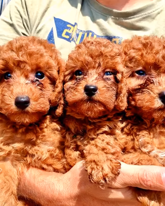 Barboncini cuccioli red con pedigree