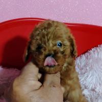 Barboncino mini toy red 2M 2F anche a rate