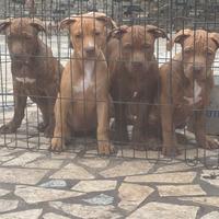 Cuccioli di american pitbull terrier